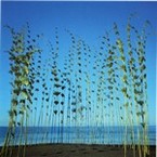 Land art